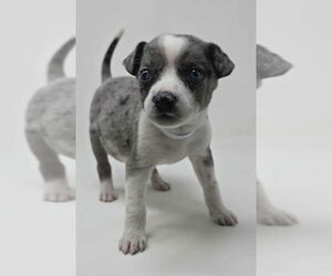 Mutt Dogs for adoption in Brewster, NY, USA