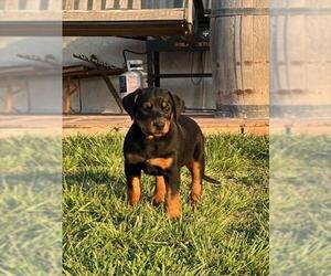German Shepherd Dog-Texas Heeler Mix Dogs for adoption in Oakdale, CA, USA