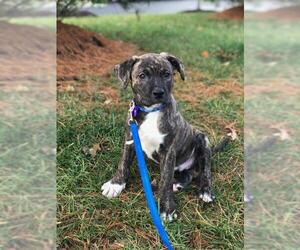 American Staffordshire Terrier Dogs for adoption in Sterling, VA, USA
