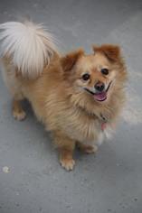 Dameranian Dogs for adoption in Phoenix , AZ, USA