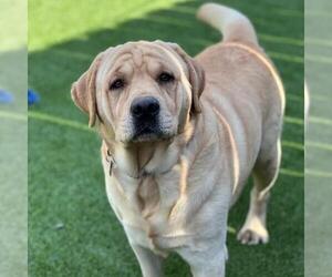 Medium Photo #3 Labrador Retriever Puppy For Sale in San Diego, CA, USA