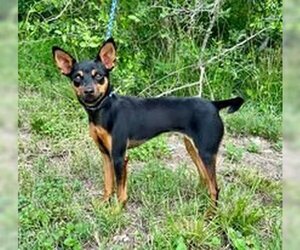 Miniature Pinscher Dogs for adoption in Pleasanton, TX, USA