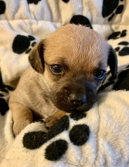 Puggle Dogs for adoption in Colton, CA, USA
