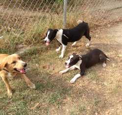 Pointer Dogs for adoption in Bronx, NY, USA