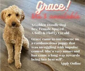 Goldendoodle Dogs for adoption in Ramona, CA, USA