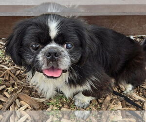 Pekingese Dogs for adoption in San Antonio, TX, USA