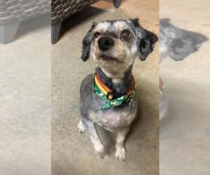 Chihuahua-Unknown Mix Dogs for adoption in Rootstown, OH, USA