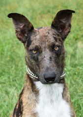 Catahoula Leopard Dog Dogs for adoption in Nashville, IN, USA