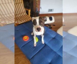 Boxer-Unknown Mix Dogs for adoption in Derwood, MD, USA