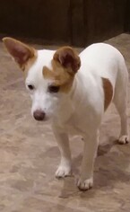 Cheeks Dogs for adoption in Eastman, GA, USA