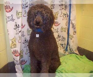 Poodle (Standard) Dogs for adoption in Forestville, MD, USA