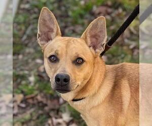 Basenji-Feist Terrier Mix Dogs for adoption in Yardley, PA, USA