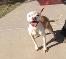 American Pit Bull Terrier-Unknown Mix Dogs for adoption in Maricopa, AZ, USA