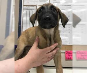 German Shepherd Dog-Unknown Mix Dogs for adoption in Conroe, TX, USA