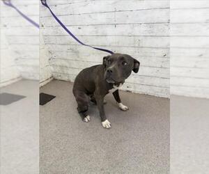 American Pit Bull Terrier Dogs for adoption in San Bernardino, CA, USA