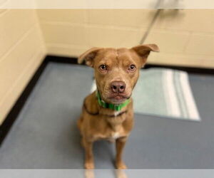 American Pit Bull Terrier-Labrador Retriever Mix Dogs for adoption in Denver, CO, USA