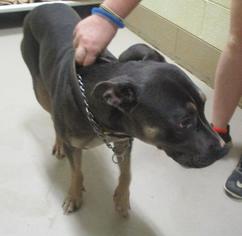 Rottweiler-American Pit Bull Terrier Dogs for adoption in Johnson City, TN, USA