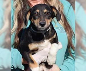 Toy Rat Doxie Dogs for adoption in Chantilly, VA, USA