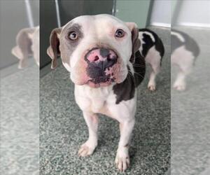 American Pit Bull Terrier-Unknown Mix Dogs for adoption in Salisbury, NC, USA