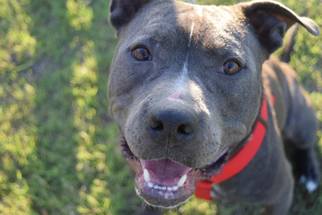 American Pit Bull Terrier-Unknown Mix Dogs for adoption in Midland, TX, USA