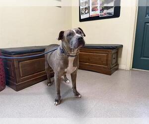 American Pit Bull Terrier Dogs for adoption in Pasadena, CA, USA