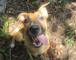 Mutt Dogs for adoption in Ozark, AL, USA