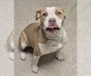 American Pit Bull Terrier-Unknown Mix Dogs for adoption in Bakersfield, CA, USA