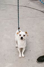 Beagle-Chihuahua Mix Dogs for adoption in See Website, CA, USA