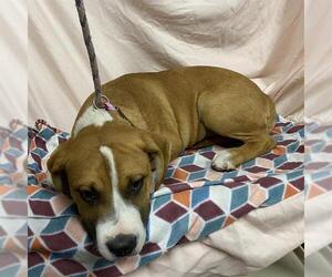 American Pit Bull Terrier-Unknown Mix Dogs for adoption in Modesto, CA, USA