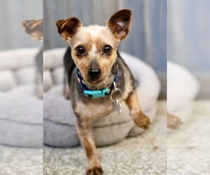 Mutt Dogs for adoption in St. Louis Park, MN, USA