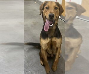 Redbone Coonhound-Unknown Mix Dogs for adoption in Forestville, MD, USA