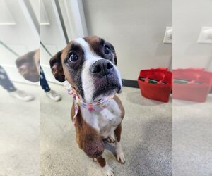 Boxer Dogs for adoption in New London, WI, USA