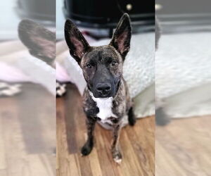 Mutt Dogs for adoption in Salt Lake City, UT, USA