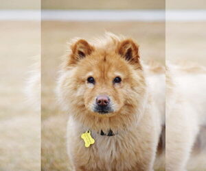 Chow Chow Dogs for adoption in Sandy, UT, USA