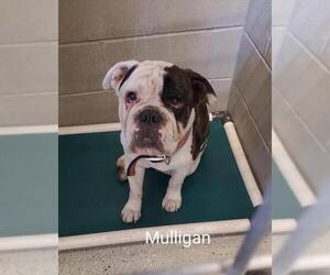 Bulldog Dogs for adoption in Detroit Lakes, MN, USA