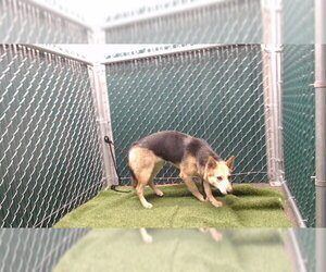 German Shepherd Dog-Unknown Mix Dogs for adoption in Downey, CA, USA
