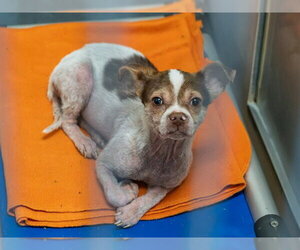 Chihuahua Dogs for adoption in Martinez, CA, USA