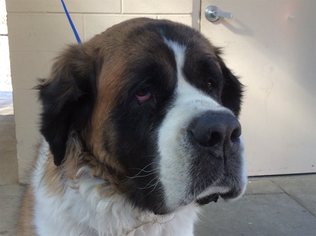 Saint Bernard Dogs for adoption in pomona, CA, USA