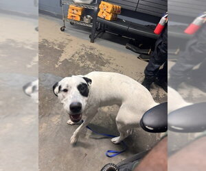 Dalmatian-English Setter Mix Dogs for adoption in Tallahassee, FL, USA