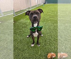 American Pit Bull Terrier Dogs for adoption in Downey, CA, USA
