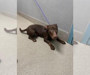 Dachshund-Unknown Mix Dogs for adoption in Las Vegas, NV, USA
