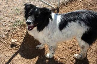 Border Collie-Unknown Mix Dogs for adoption in Corrales, NM, USA