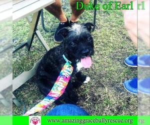 French Bulldog-Unknown Mix Dogs for adoption in Pensacola, FL, USA