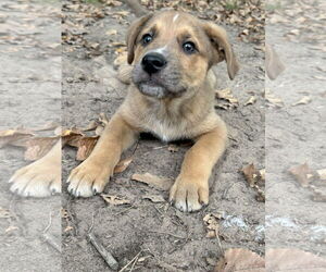 Shepradors Dogs for adoption in McKinney, TX, USA