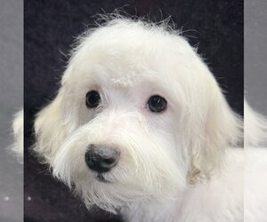 Maltese Dogs for adoption in Wheaton, IL, USA