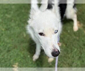 - Mix Dogs for adoption in Tulsa, OK, USA