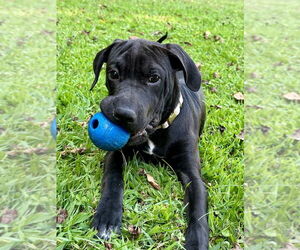 Labrador Retriever-Unknown Mix Dogs for adoption in Mooresville, NC, USA