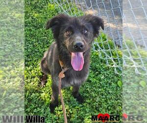 Retriever -Unknown Mix Dogs for adoption in Maryville, TN, USA
