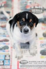 Australian Shepherd Dogs for adoption in Rossville, TN, USA