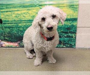 Poodle (Toy)-Unknown Mix Dogs for adoption in Moreno Valley, CA, USA